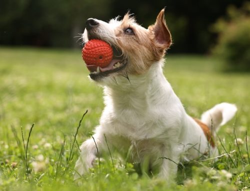 Dangerous Equipment for your pet