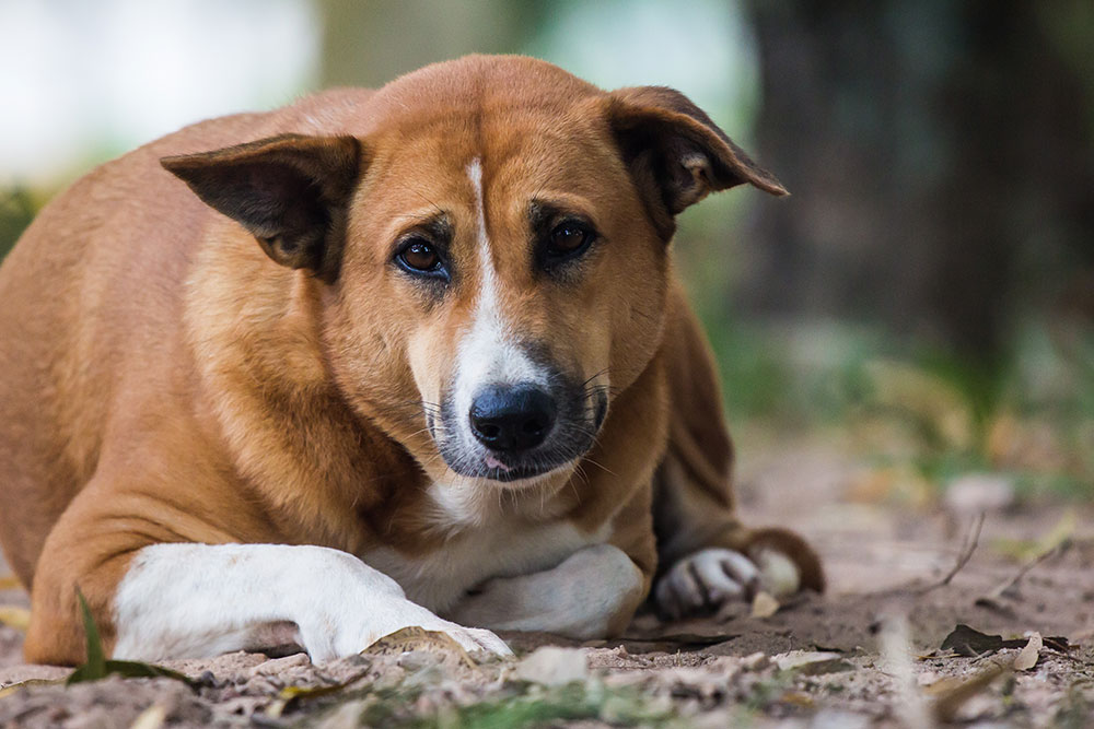 A brown and white dog with expressive eyes lies on the ground outdoors, looking directly at the camera. The background is blurred with hints of greenery and tree trunks.
