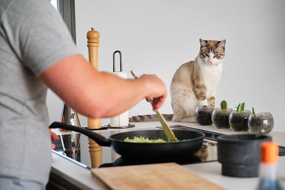 A person is cooking vegetables in a frying pan on a stovetop while a curious cat sits on the counter nearby, next to small potted plants and kitchen items.